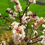 Marzolara. Farmház Monzuno