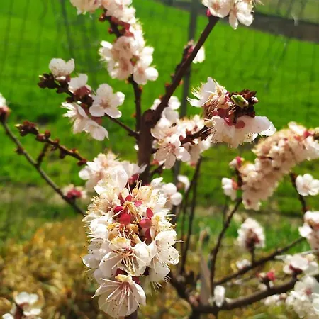 Marzolara. Farma Monzuno