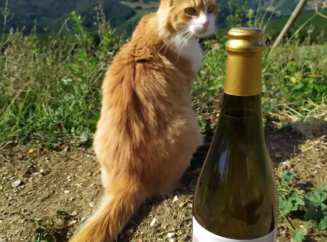 Marzolara. * Monzuno