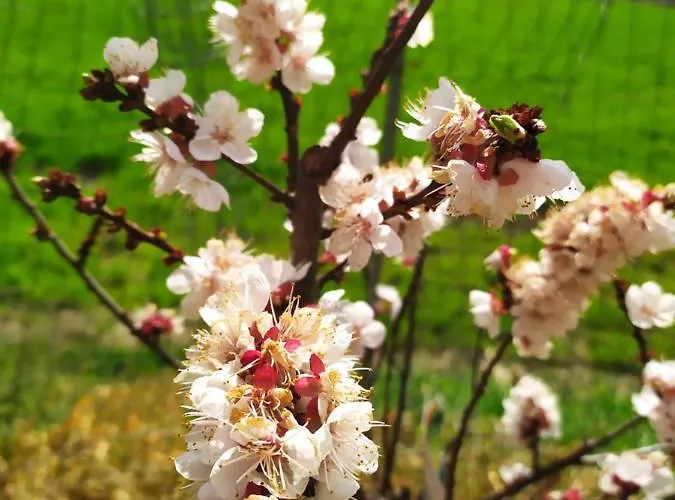 Marzolara. Farma Monzuno